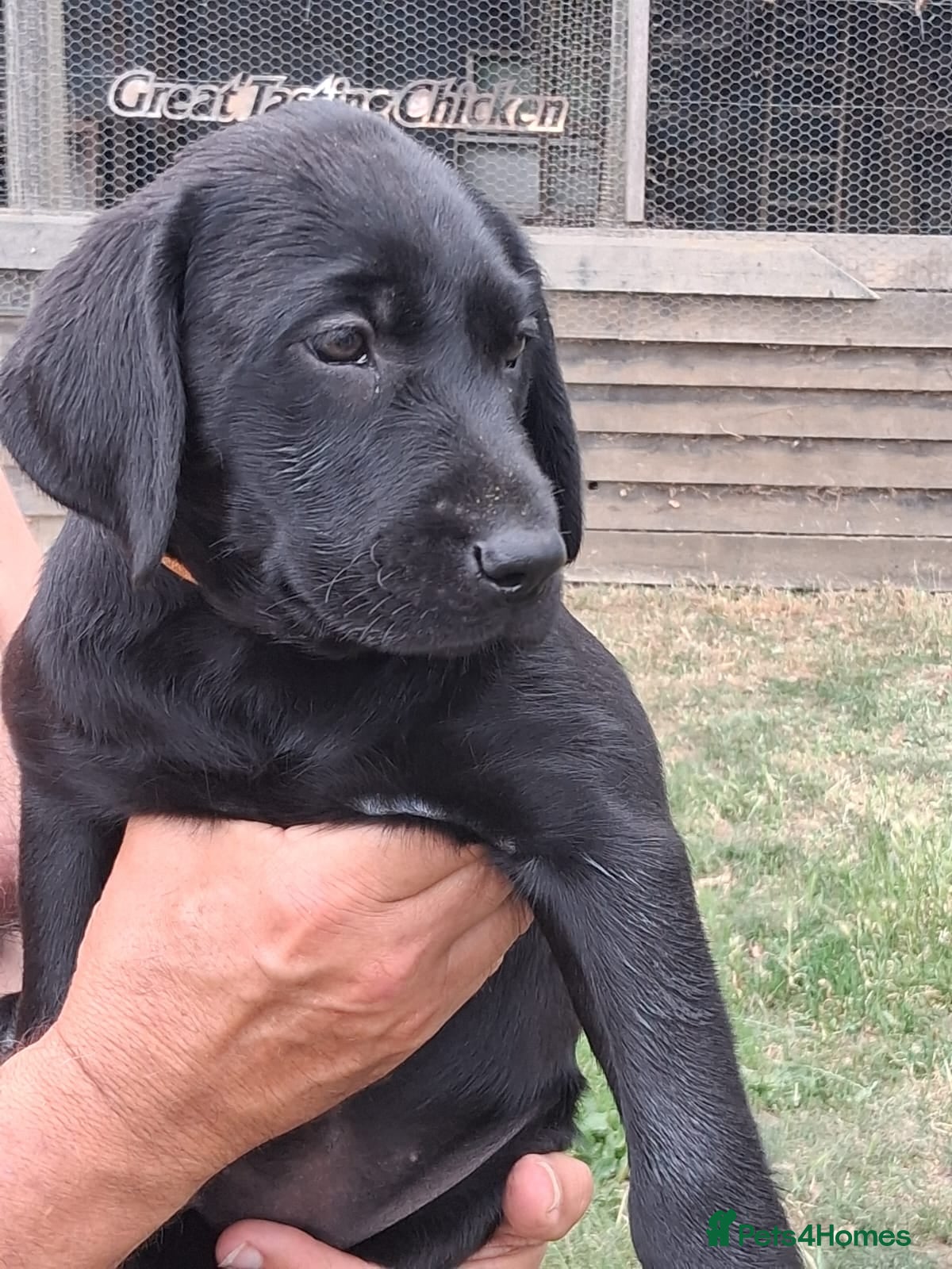 Labrador Retriever dogs Puppies vaccinated chip health check ready now - Advert 2