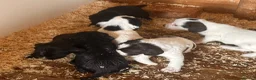 Mixed Breed dogs for sale: sprockets  - Advert 11