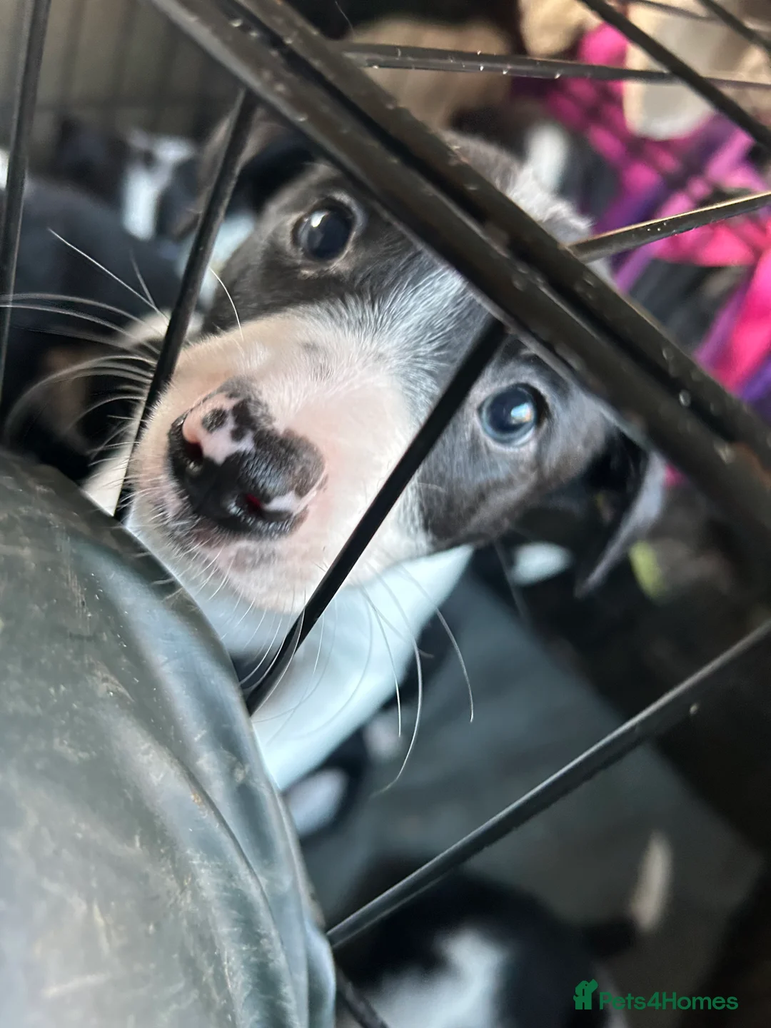 Border Collie dogs for sale: Working Border Collie puppies  - Advert 13