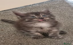 Maine Coon cats for sale: Mainecoon Kittens - Image 15