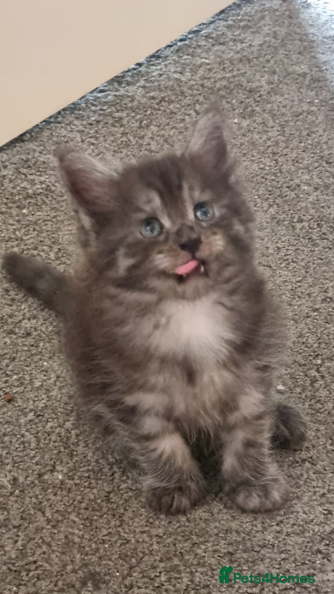 Maine Coon cats for sale: Mainecoon Kittens - Image 15