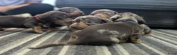 Dachshund dogs for sale: Gorgeous Smooth-Haired Dachshund Puppies - Advert 30