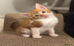 Domestic Shorthair cats for sale: Beautiful friendly Kittens  - Image 2