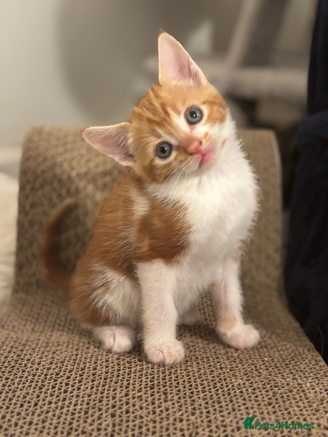 Domestic Shorthair cats for sale: Beautiful friendly Kittens  - Image 2