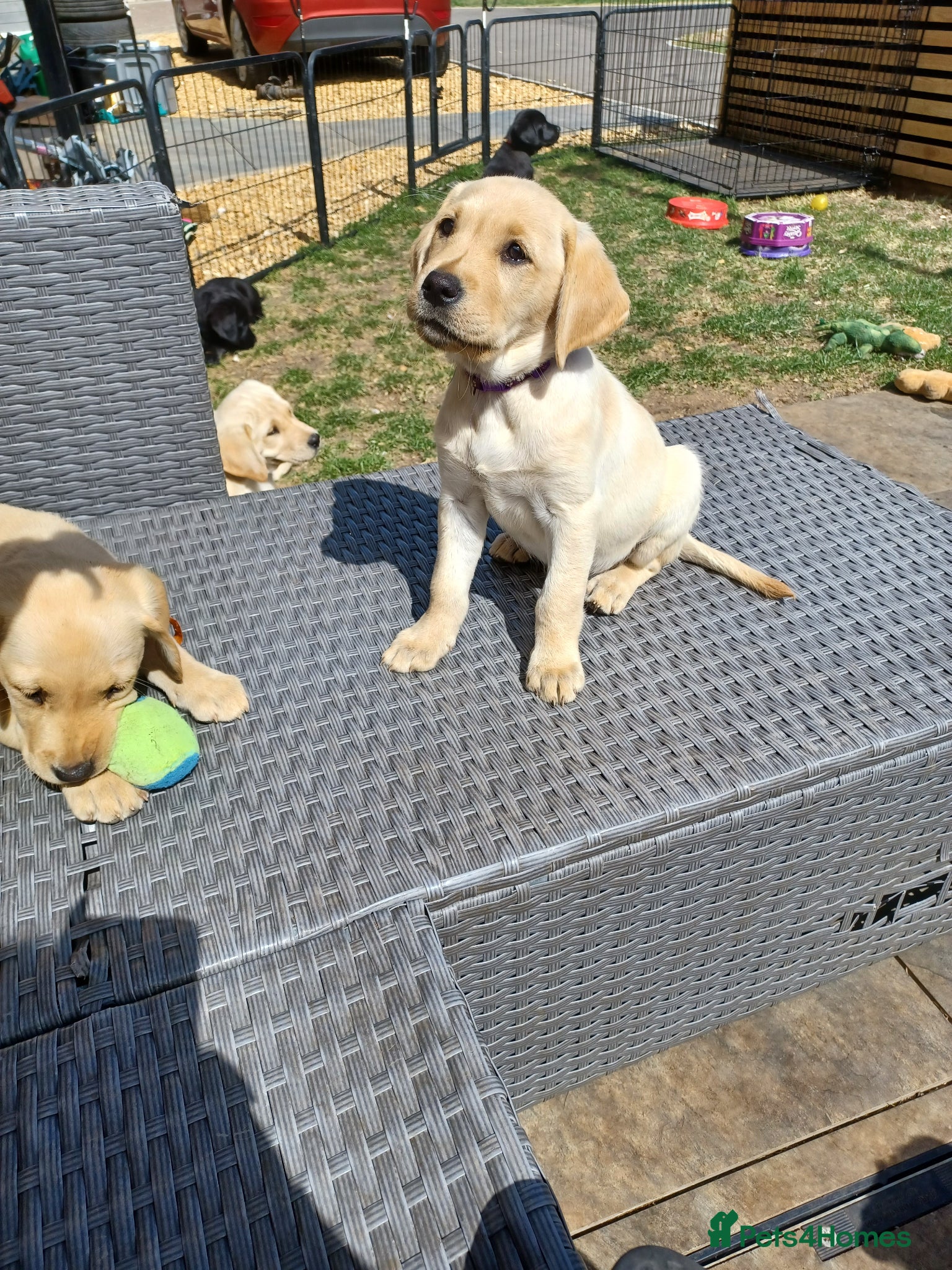 Labrador Retriever Puppy 1 purple 💜 