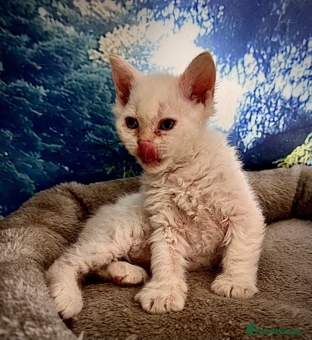 Selkirk Rex cats for sale: Gorgeous Selkirk Rex kittens - Image 7