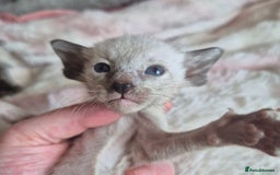 Oriental cats for sale: 2 Oriental boys left ( sold ) - Image 9