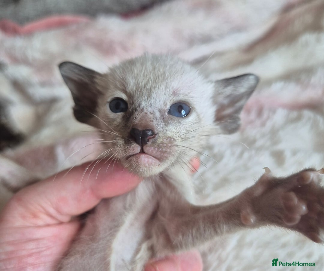 Oriental cats for sale: 2 Oriental boys left ( sold ) - Image 9