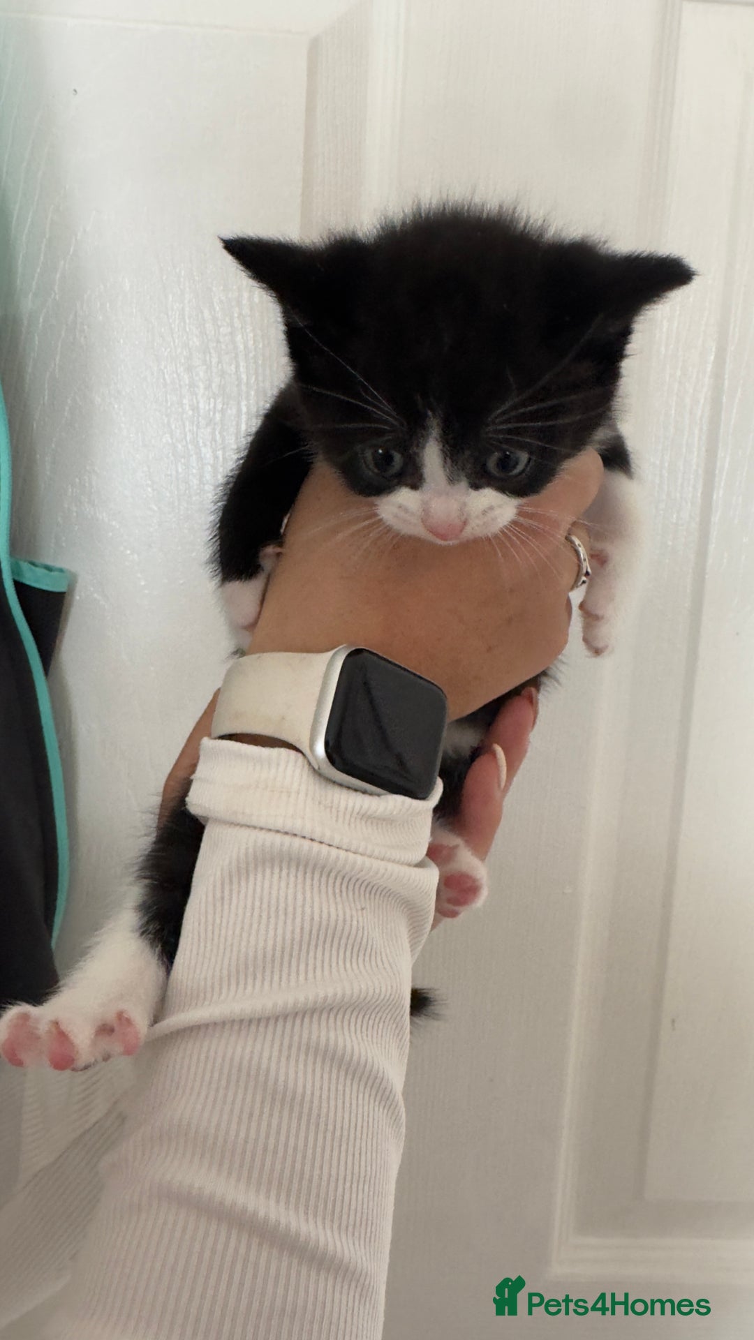 British Shorthair cats for sale: British short hair mixed kittens - Advert 8