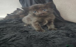 Mixed Breed cats for sale: 5 beautiful kittens - Image 6