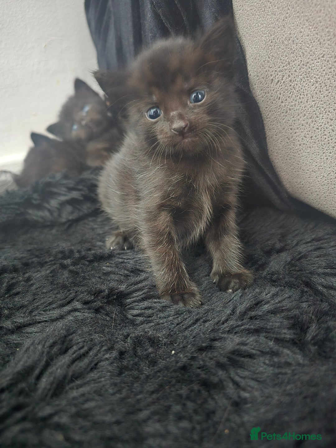 Mixed Breed cats for sale: 5 beautiful kittens - Image 6