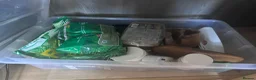 Leopard Gecko reptiles for sale: Complete Leopard Gecko Set Up 3 Viv’s & 4 Gecko’s - Advert 12
