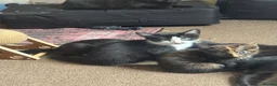 Mixed Breed dogs for sale: Mixed blk&wht  kittens available now - Advert 13