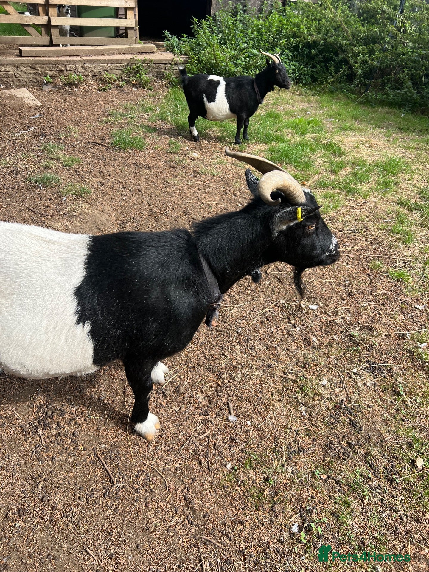 Goats livestock Goats for sale  - Advert 1