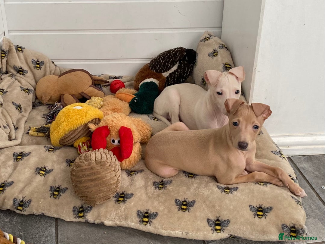 Italian Greyhound dogs for sale: ITALIAN GREYHOUND PUPPIES  - Advert 26