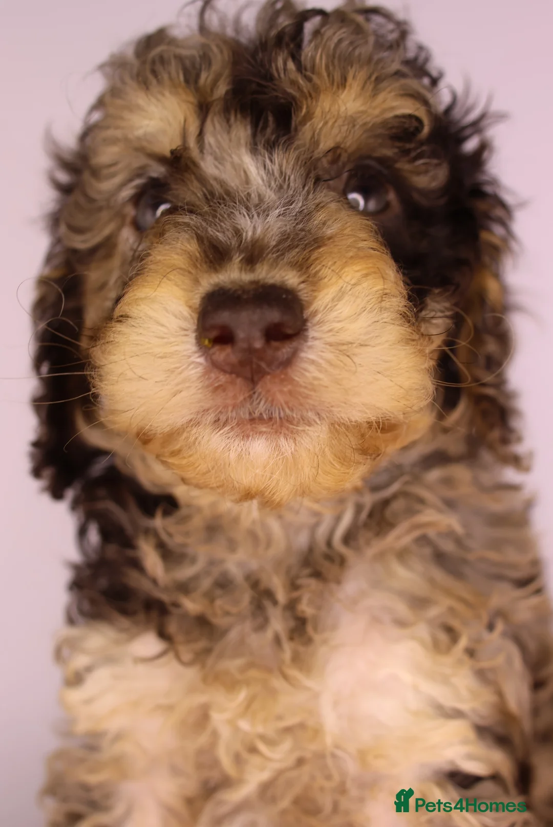 Cockapoo dogs for sale: Cute Miniature Cockapoo Babies - Advert 15