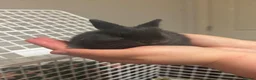 Netherland Dwarf rabbits for sale: Netherland Dwarf babies  - Advert 6