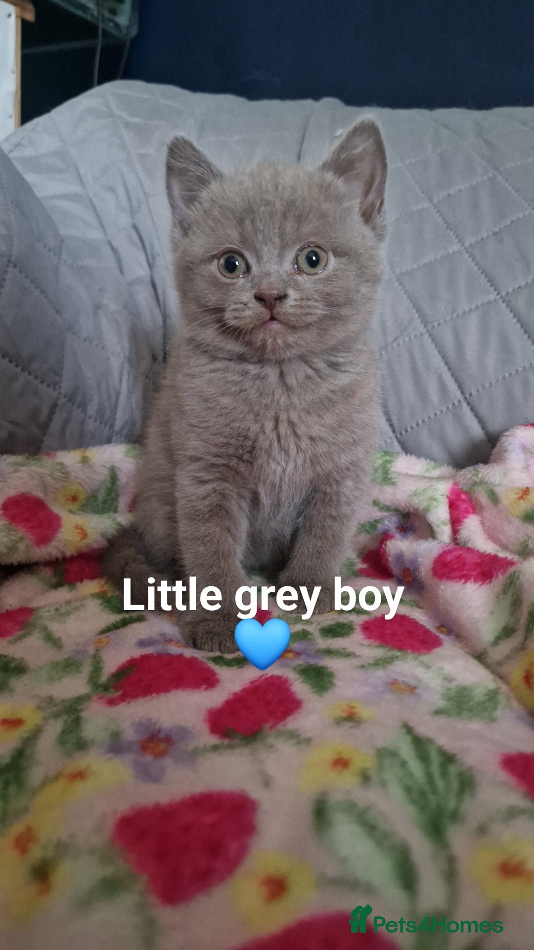 Mixed Breed cats 7 adorable kittens  - Advert 1