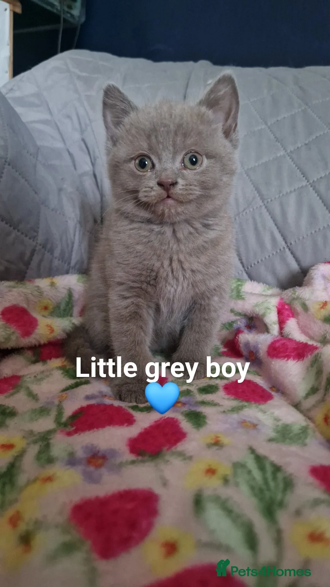 Mixed Breed cats for sale: 7 adorable kittens  - Advert 1