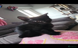Domestic Shorthair cats for sale: Gorgeous black girl looking for her forever 🏡  - Image 4