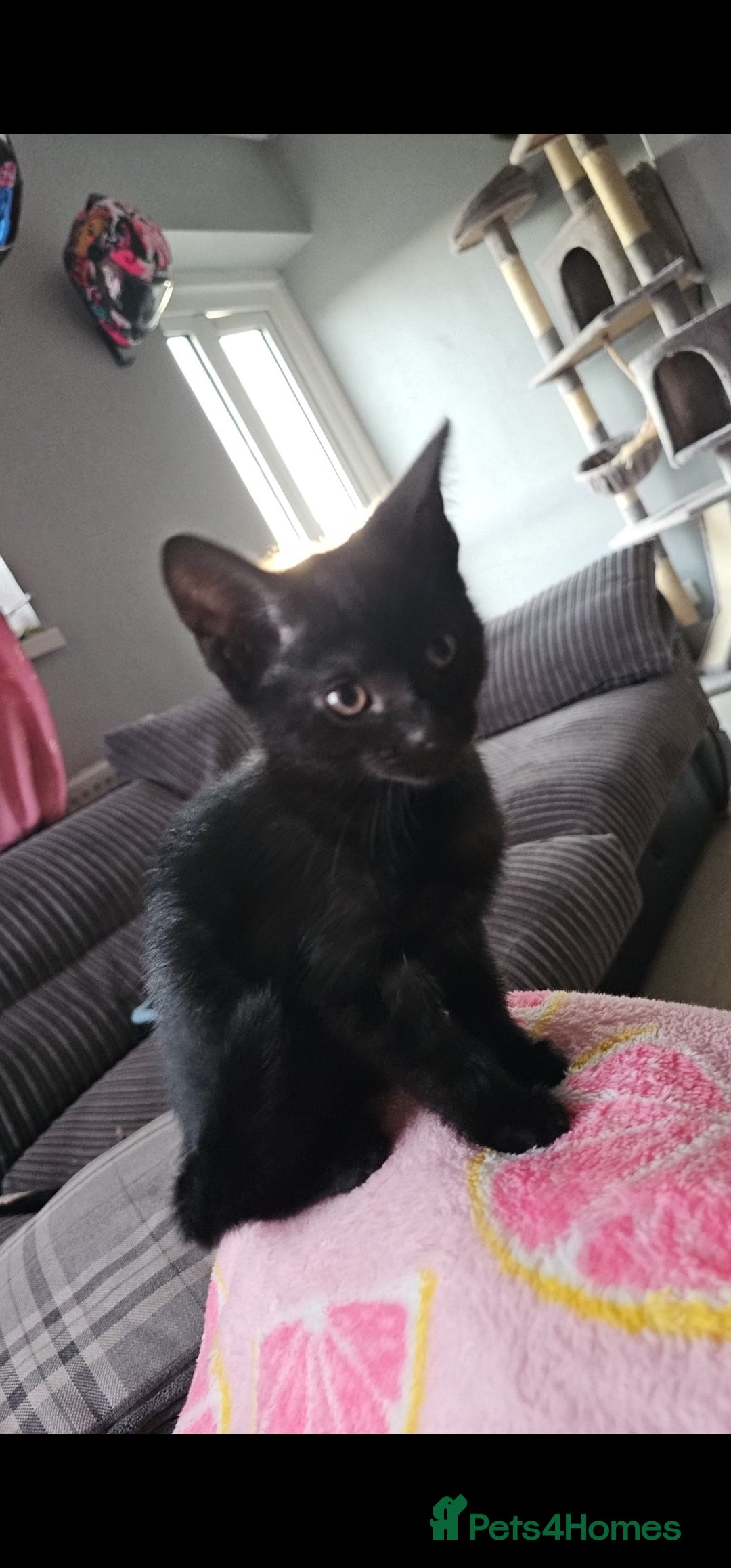Domestic Shorthair cats for sale: Gorgeous black girl looking for her forever 🏡  - Image 4