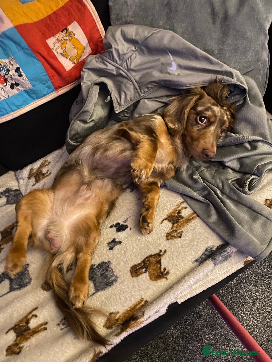 Miniature Dachshund dogs for stud: Meet Loki, miniature dachshund - Image 9