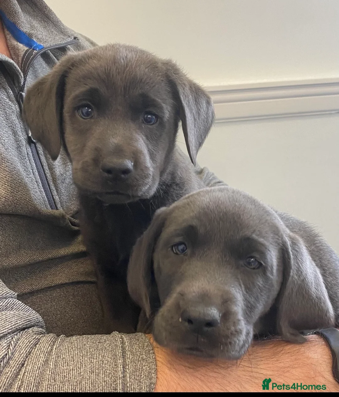 Labrador Retriever dogs for sale: ⭐️ KC REG VET CHECK,  PUPPY PACK PUPPY FOOD - Advert 5