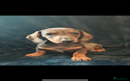 Dachshund dogs for sale: 3 Beautiful Dachshund Puppy’s - Image 4