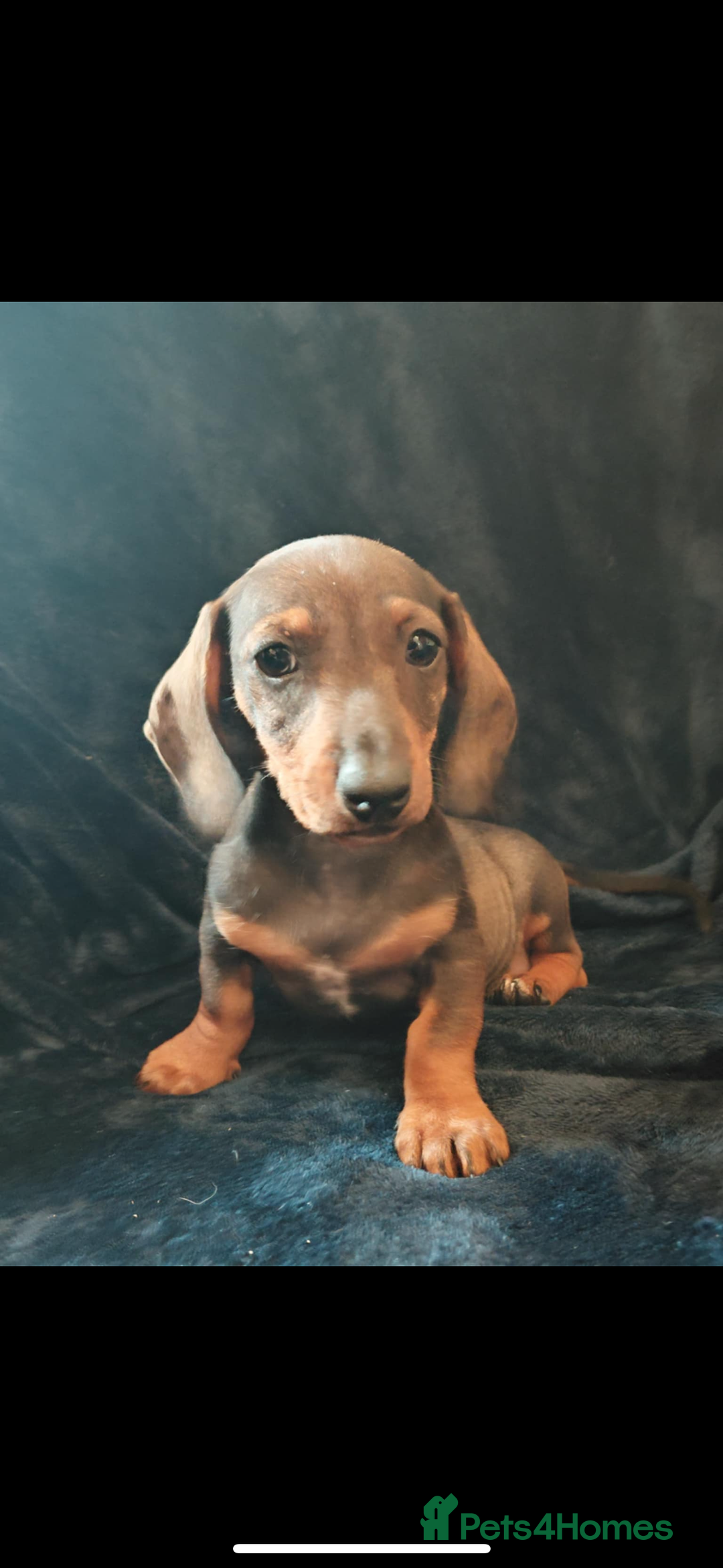 Dachshund dogs for sale: 3 Beautiful Dachshund Puppy’s - Image 4
