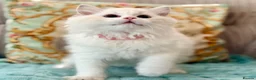 Ragdoll cats for sale: 2 Active girls  - Advert 11