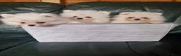 Pomeranian dogs for sale: Beautiful snow white Pomeranian puppy's  in Warrington - Advert 7