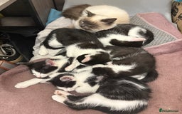 Mixed Breed cats for sale: Mixed kittens  - Image 11