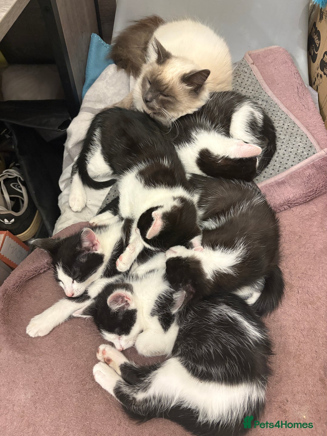Mixed Breed cats for sale: Mixed kittens  - Image 11