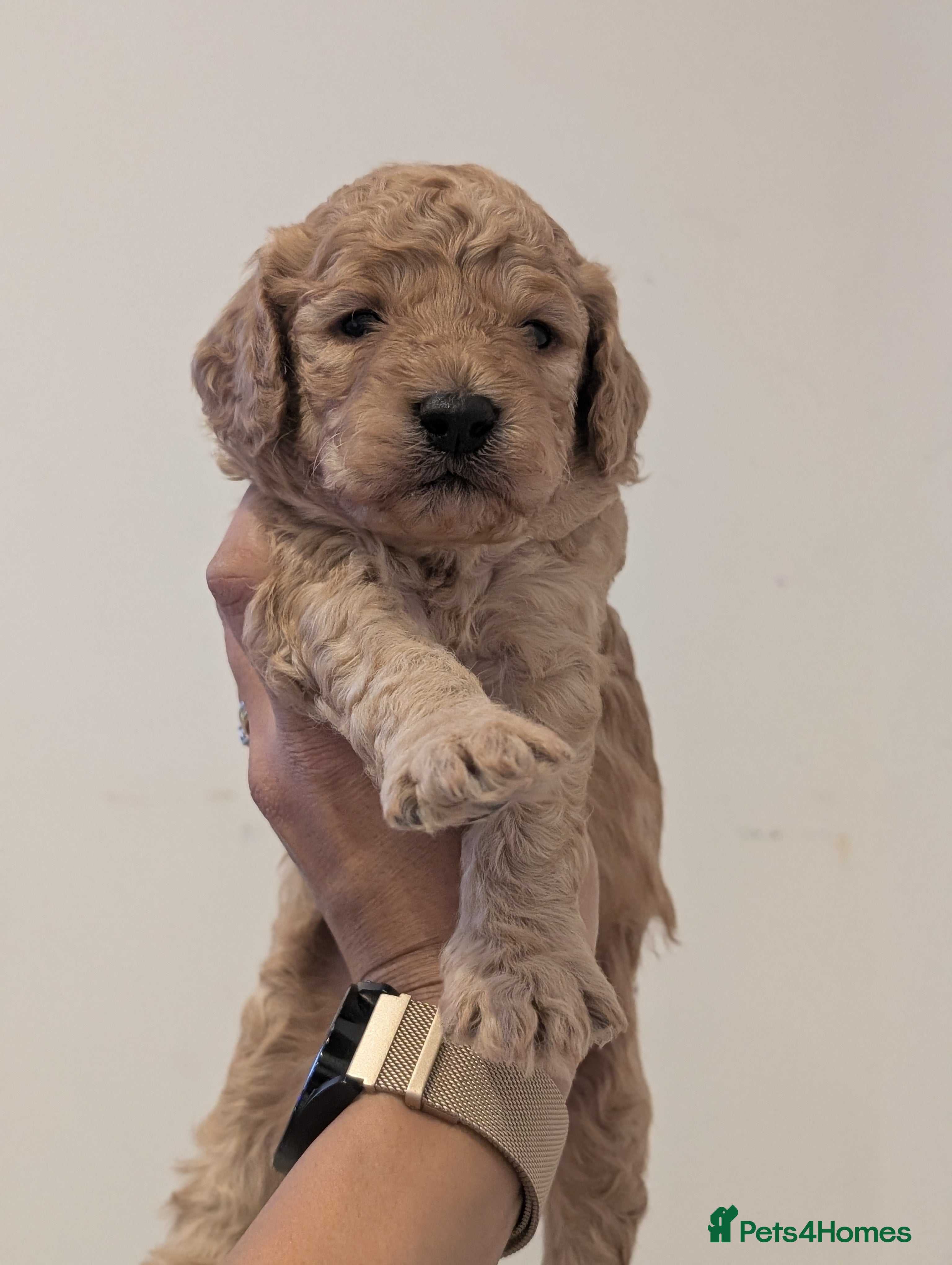 Goldendoodle dogs Miniature goldendoodle puppies   - Advert 5