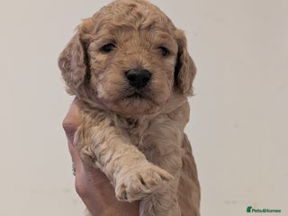 Goldendoodle dogs Miniature goldendoodle puppies - Advert 5