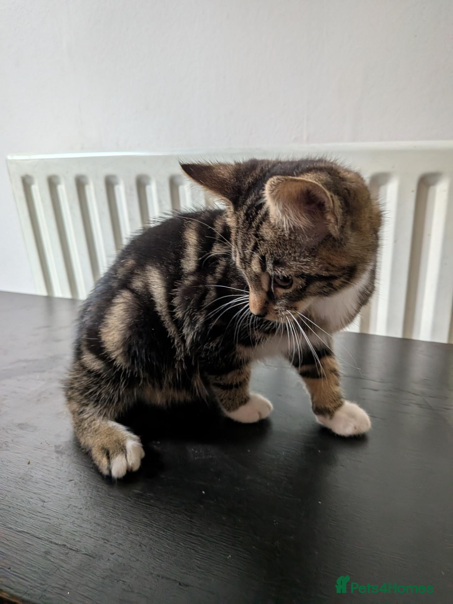 Mixed Breed cats for sale: Main coon cross kittens tabby short & long hair - Advert 8