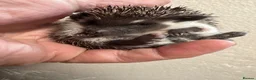 Pygmy Hedgehog rodents for sale: 8wk old APH babies various masks/ colours  - Advert 14