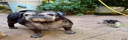 Pug dogs for sale: Adorable one of a kind. loving KCreg PUG puppies  - Advert 11