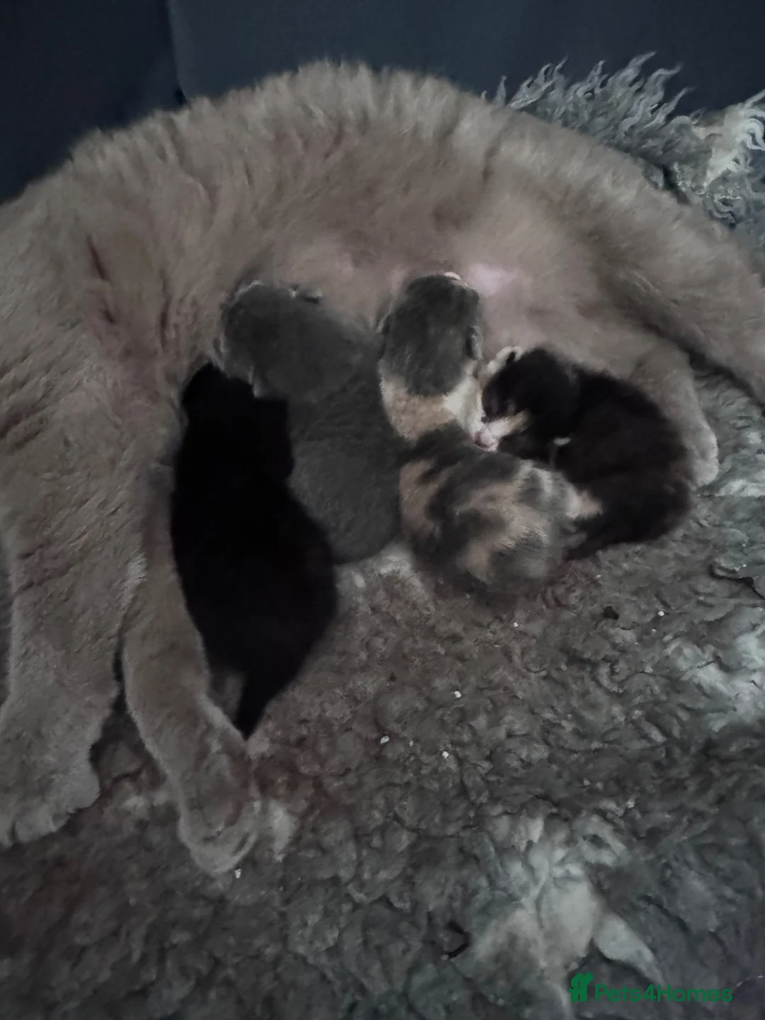 British Shorthair cats for sale: BSH X DSH Kittens available to reserve  in Cumnock - Advert 2