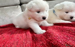 Samoyed dogs for sale: 🐾Adorable Samoyed puppies-ready soon! - Image 5