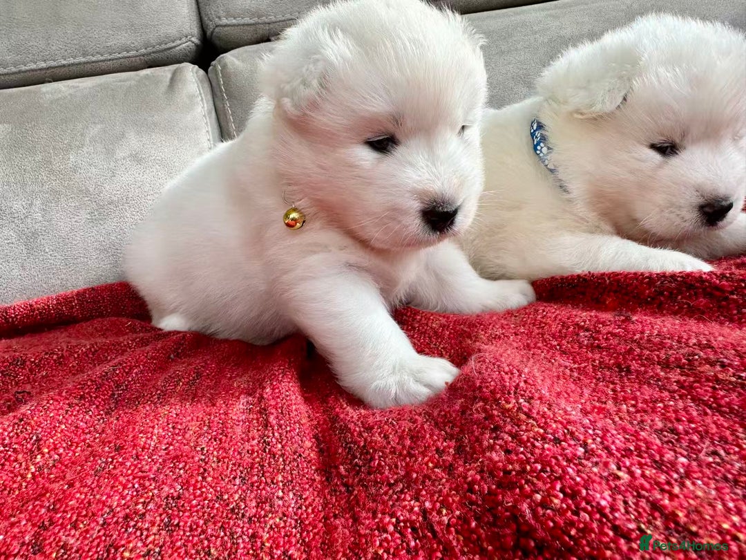 Samoyed dogs for sale: 🐾Adorable Samoyed puppies-ready soon! - Image 5