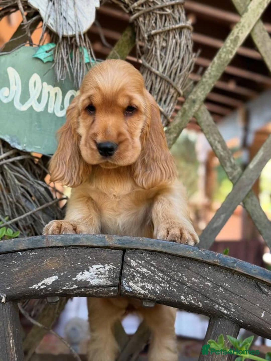 Cocker Spaniel dogs for sale: Beautiful cocker spaniel puppy  - Image 2