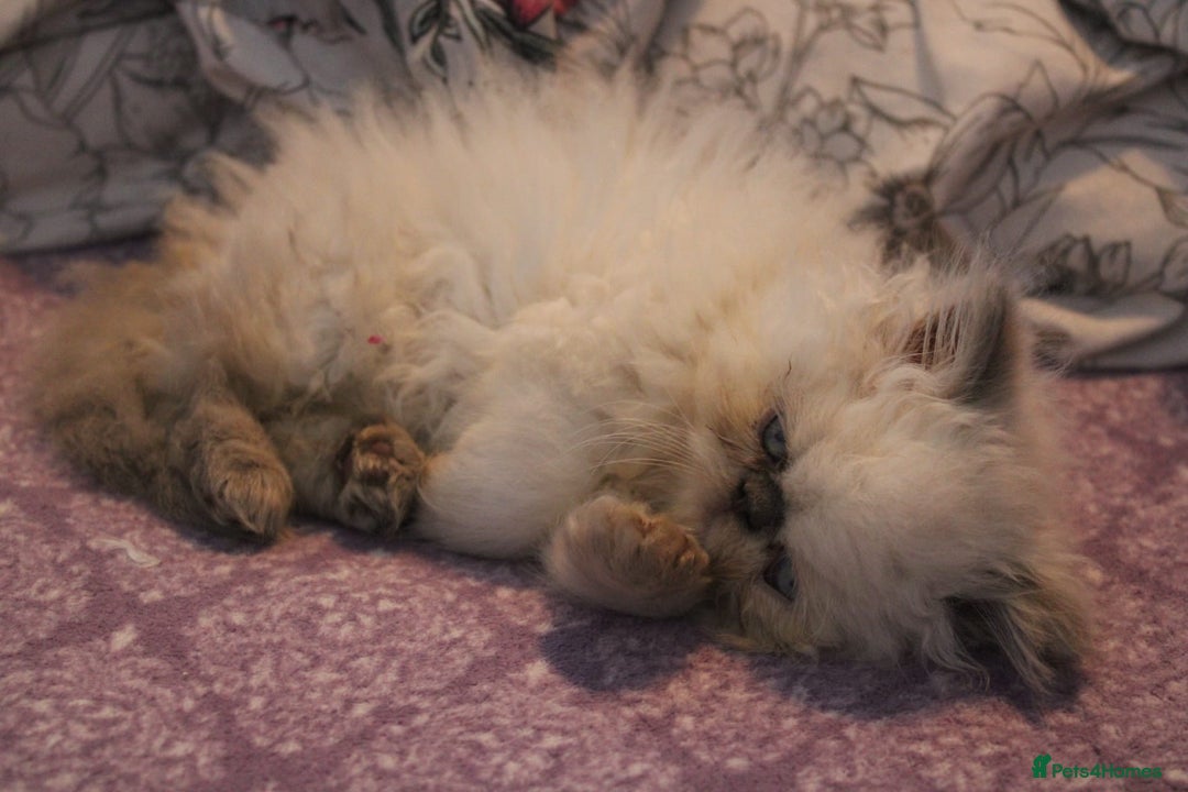 Persian cats for sale: Beautiful Female Kittens Ready for Loving Homes - Advert 24