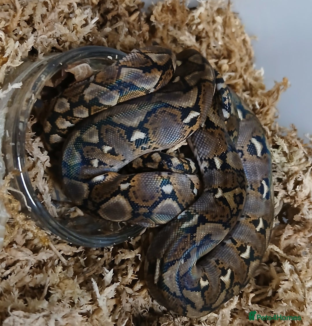 Python Snake reptiles for sale: Malayan Python Male  - Advert 3
