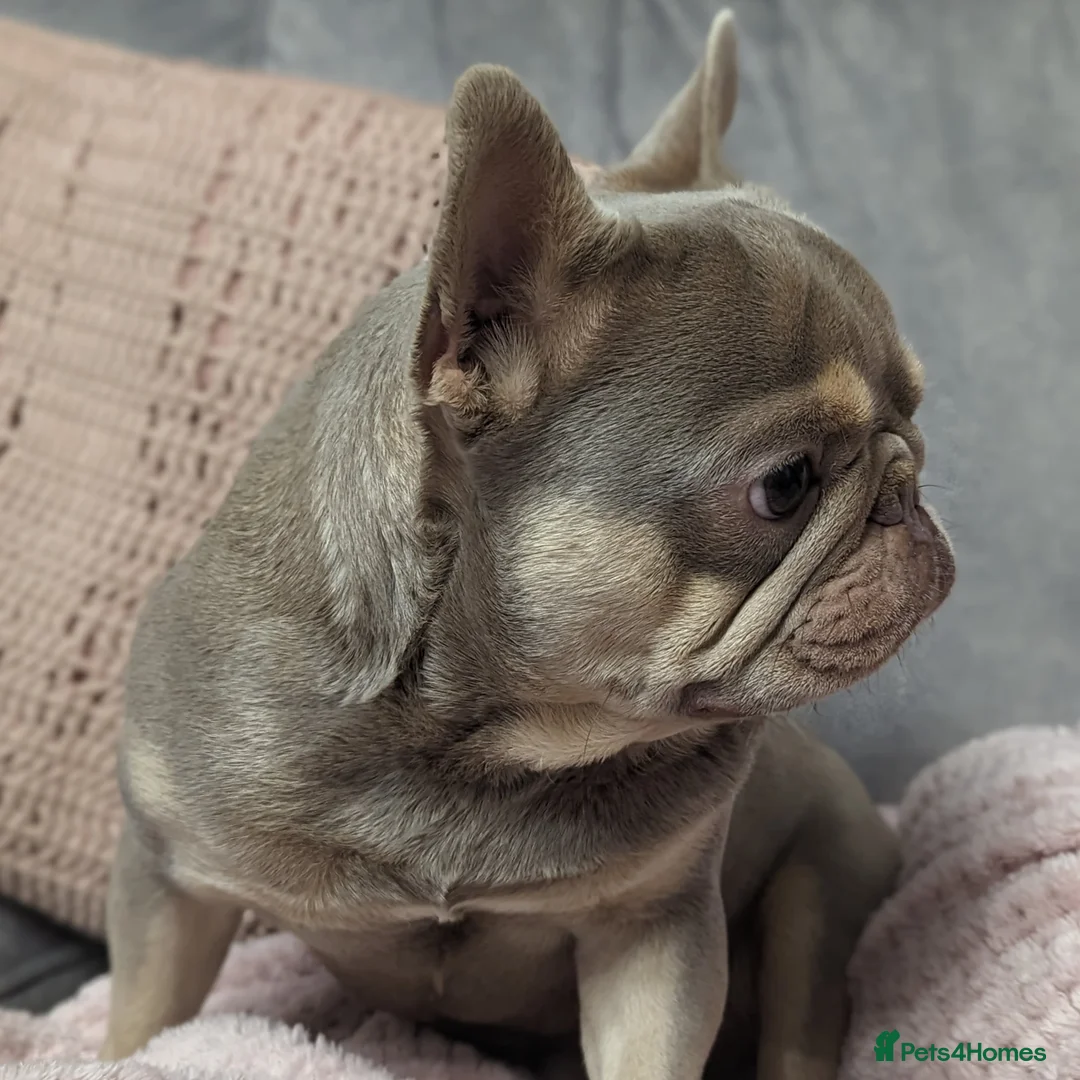 French Bulldog dogs for stud: Tiny 8kg Isabella and tan quad  - Advert 11