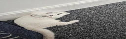 Scottish Fold cats for sale: Scottish fold kitten 4months old beautiful boy in London - Advert 8