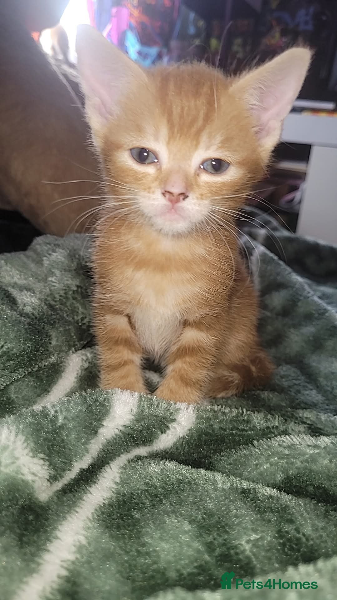 Mixed Breed cats for sale: Kittens ready for new homes  - Image 4