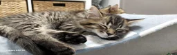 Maine Coon cats for sale: Mainecoon x bengal x russian blue mix  - Advert 26