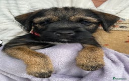 Border Terrier dogs for stud: KC border terrier  - Image 8