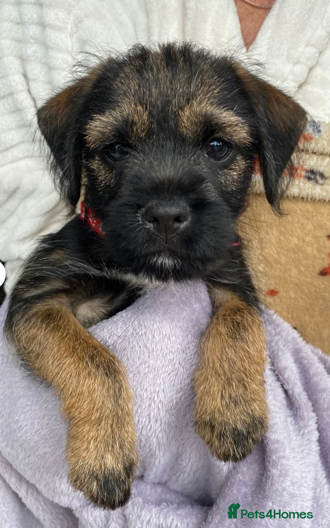 Border Terrier dogs for stud: KC border terrier  - Image 8